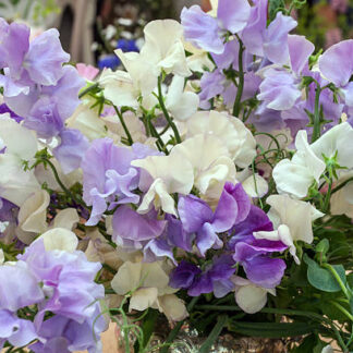 Mixed Sweet Pea
