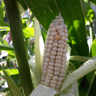 Corn Waxy White