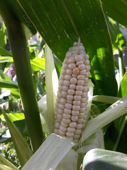 Corn Waxy White