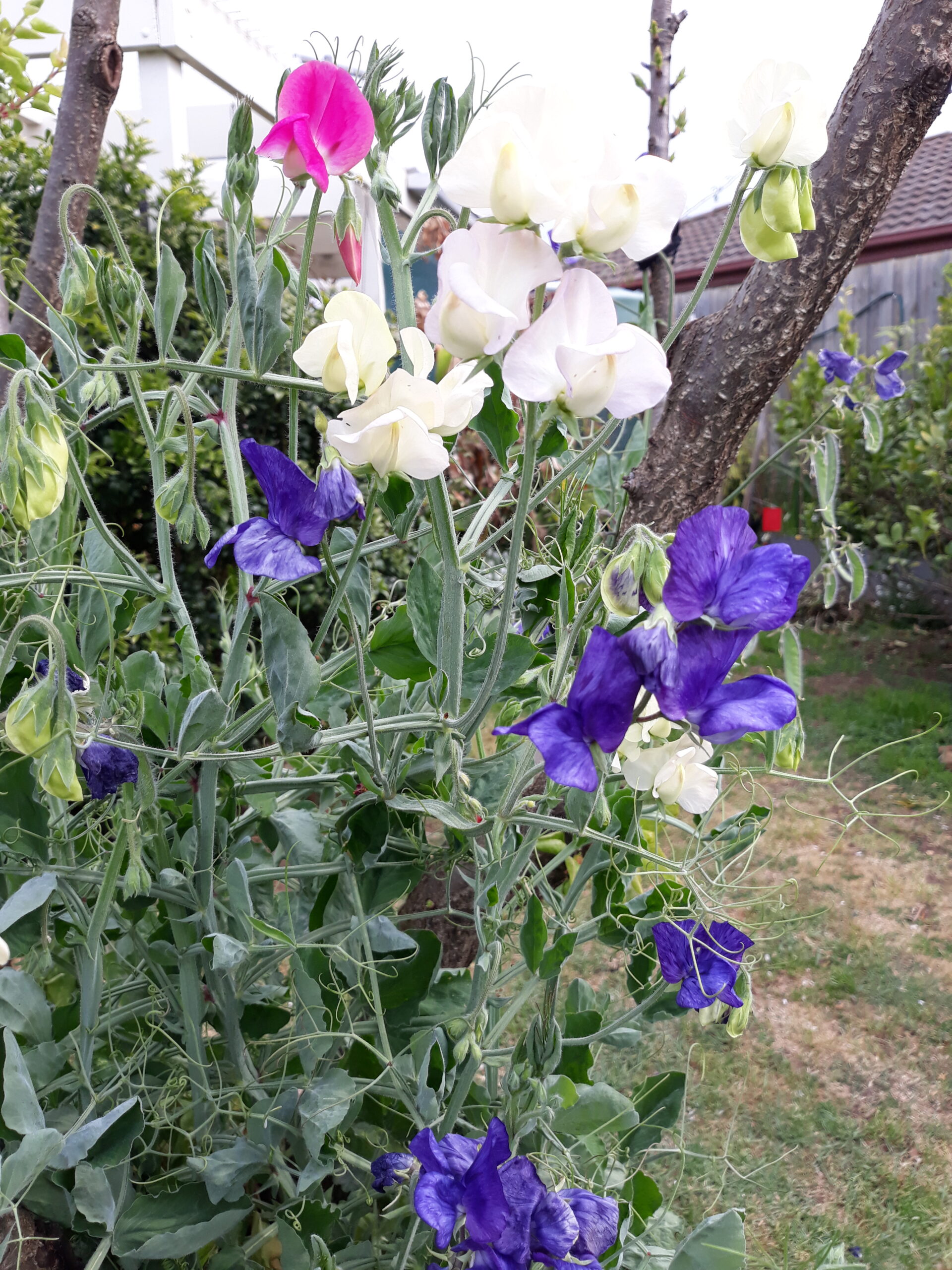 Dwarf Sweet Pea Mixed Dwarf Sweet Pea Mixed - Image 4