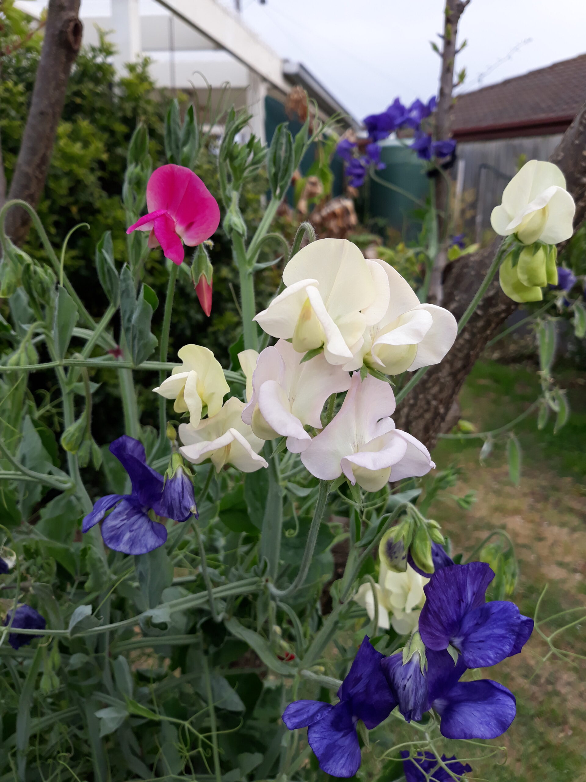 Dwarf Sweet Pea Mixed Dwarf Sweet Pea Mixed - Image 2