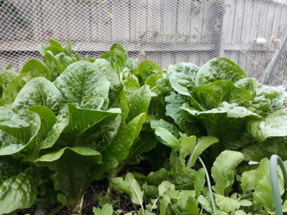 Lettuce Green Cos