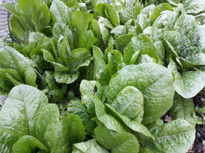 Lettuce Green Cos
