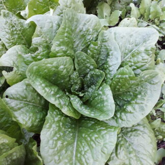 Lettuce Green Cos