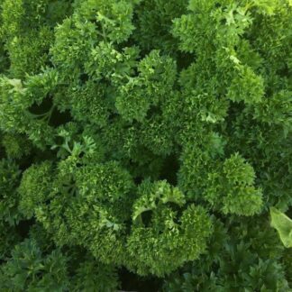 Curley Parsley