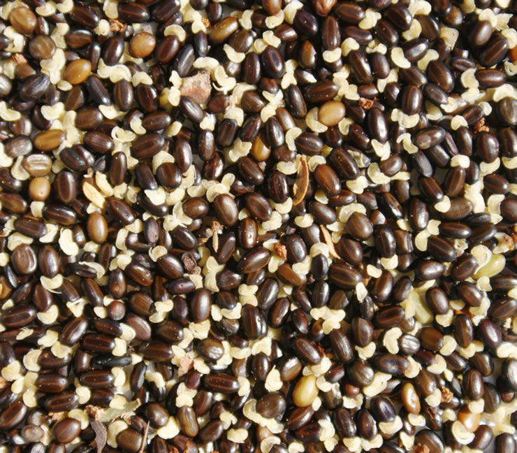 Acacia Paradoxa - Hedge Wattle Acacia Paradoxa - Hedge Wattle - Image 2