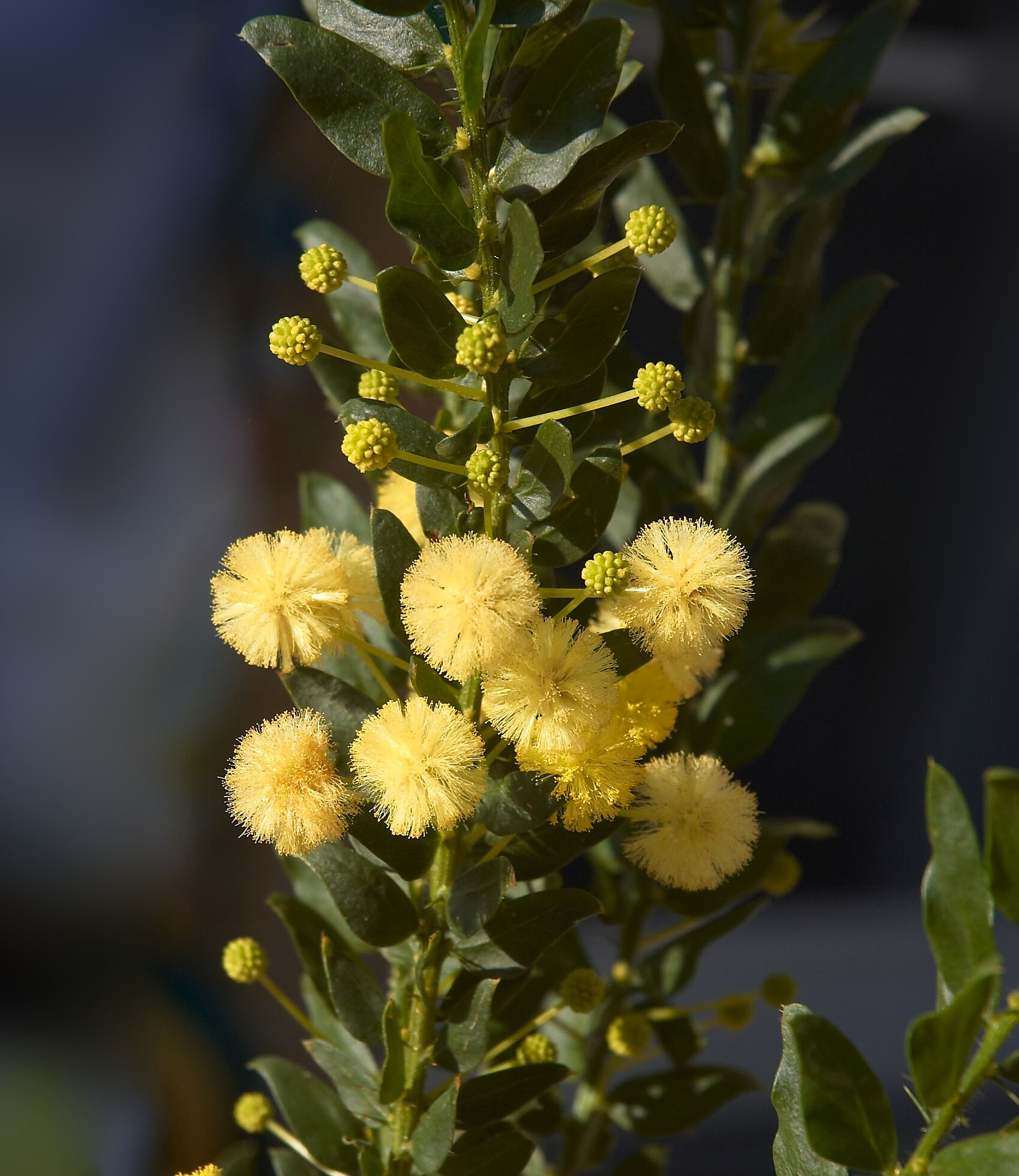Acacia Paradoxa - Hedge Wattle Acacia Paradoxa - Hedge Wattle