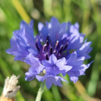 Cornflower - Blue Ball