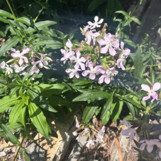 Soapwort