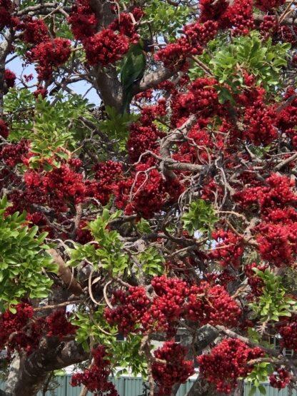 Schotia Brachypetala, Drunken Parrot Tree