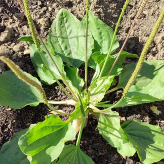 Plantago Major (Broadleaf Plantain)