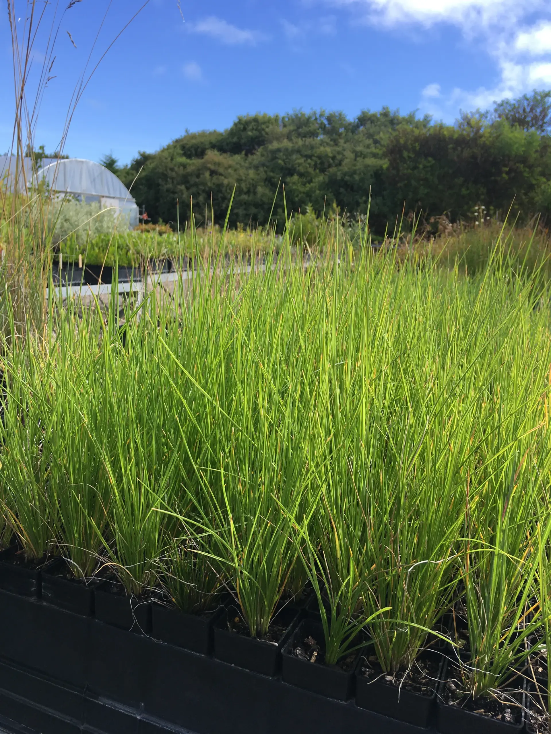 Poa Poiformis - Coastal Tussock-grass Poa Poiformis - Coastal Tussock-grass - Image 2
