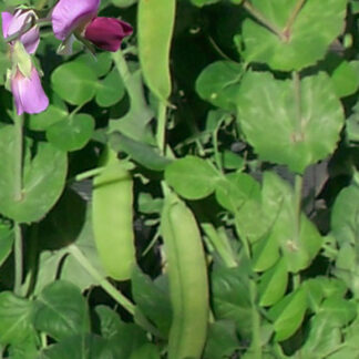 Snow Pea ‘Yakumo’ - Pisum sativum, heirloom variety 30 seeds at localseeds com