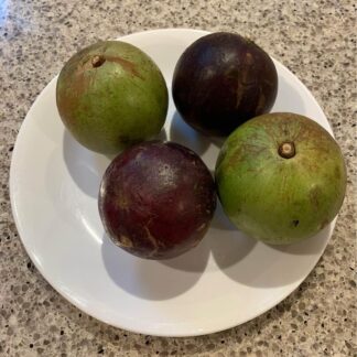 Star Apple (from Australian-grown trees)