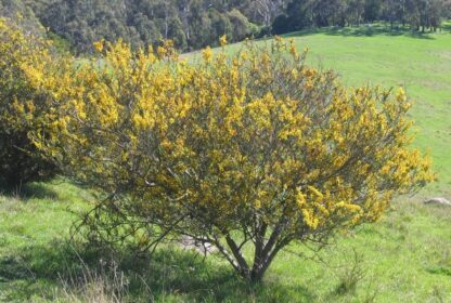 Acacia Paradoxa - Hedge Wattle
