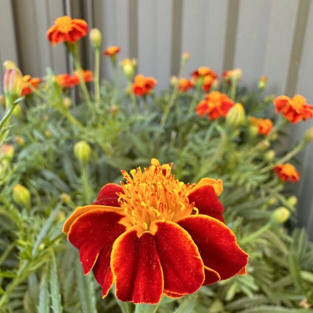 HappyGrowing