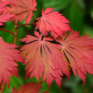 1x Japanese Maple Seedling