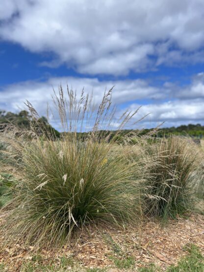 Poa Poiformis - Coastal Tussock-grass