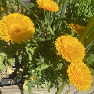 Calendula Pacific Beauty