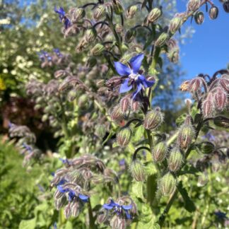 Borage