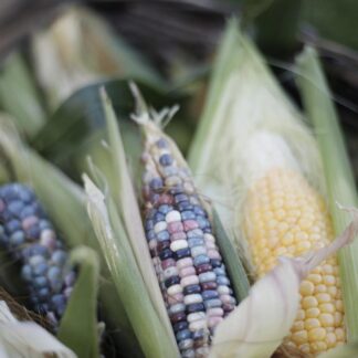 Glass Gem Corn