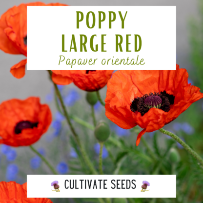 Large red poppy