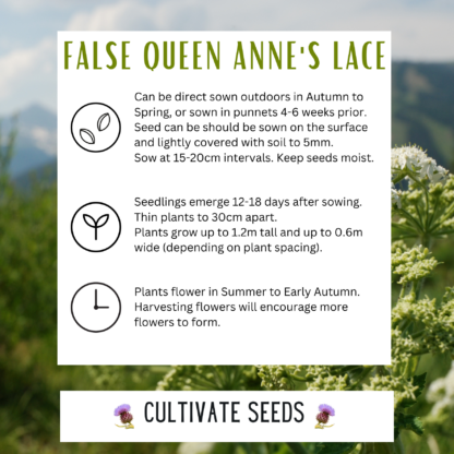 False Queen Anne's Lace