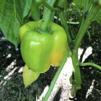 Yellow Capsicum