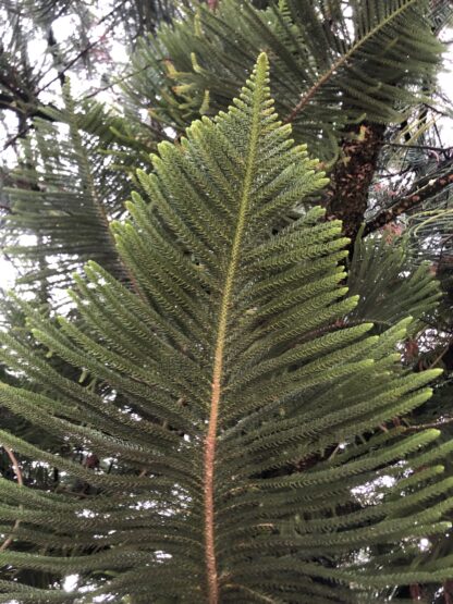 Araucaria Heterophylla - Norfolk Island Pine (pack Of 30)