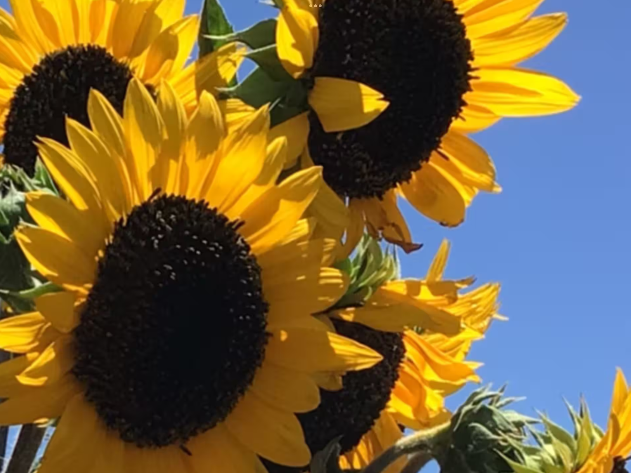 Sunbird Sunflower Sunbird Sunflower
