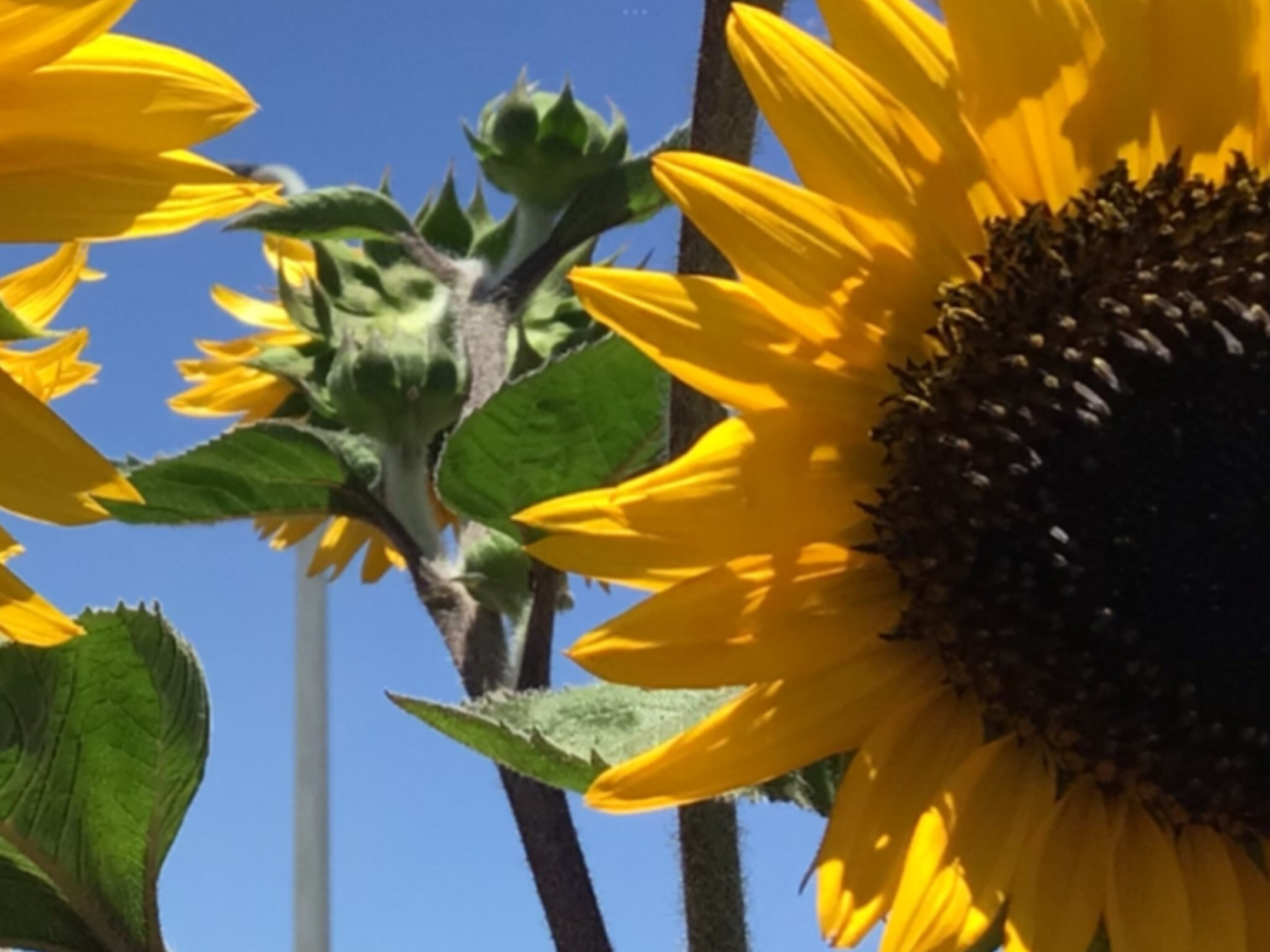 Sunbird Sunflower Sunbird Sunflower - Image 2