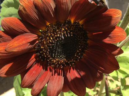 Red Velvet Sunflowers