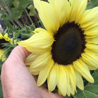 Sunflower, Lemon Bling