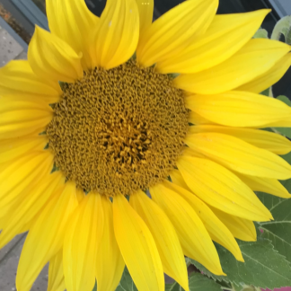 Happy Face Sunflower