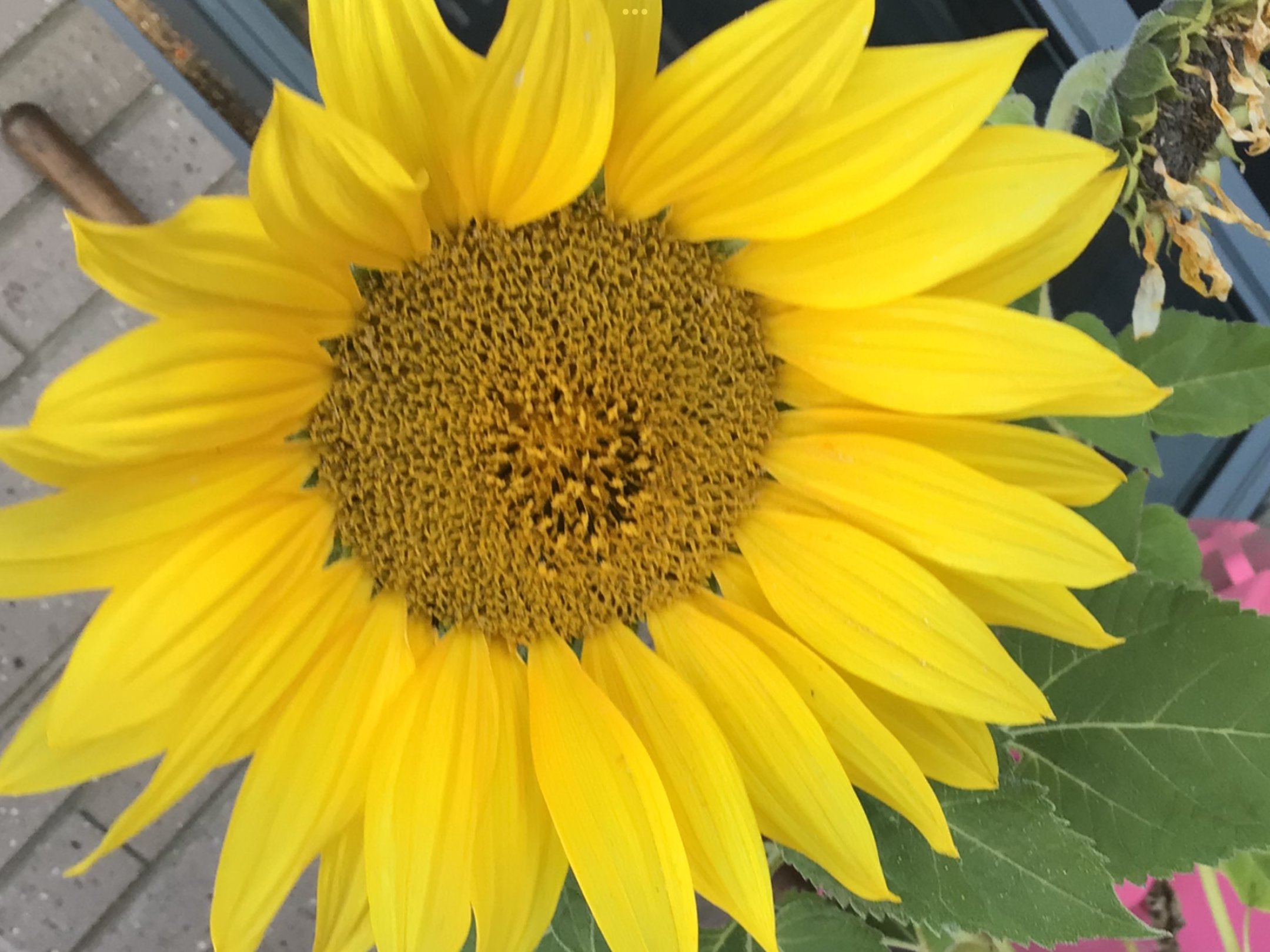 Happy Face Sunflower Happy Face Sunflower