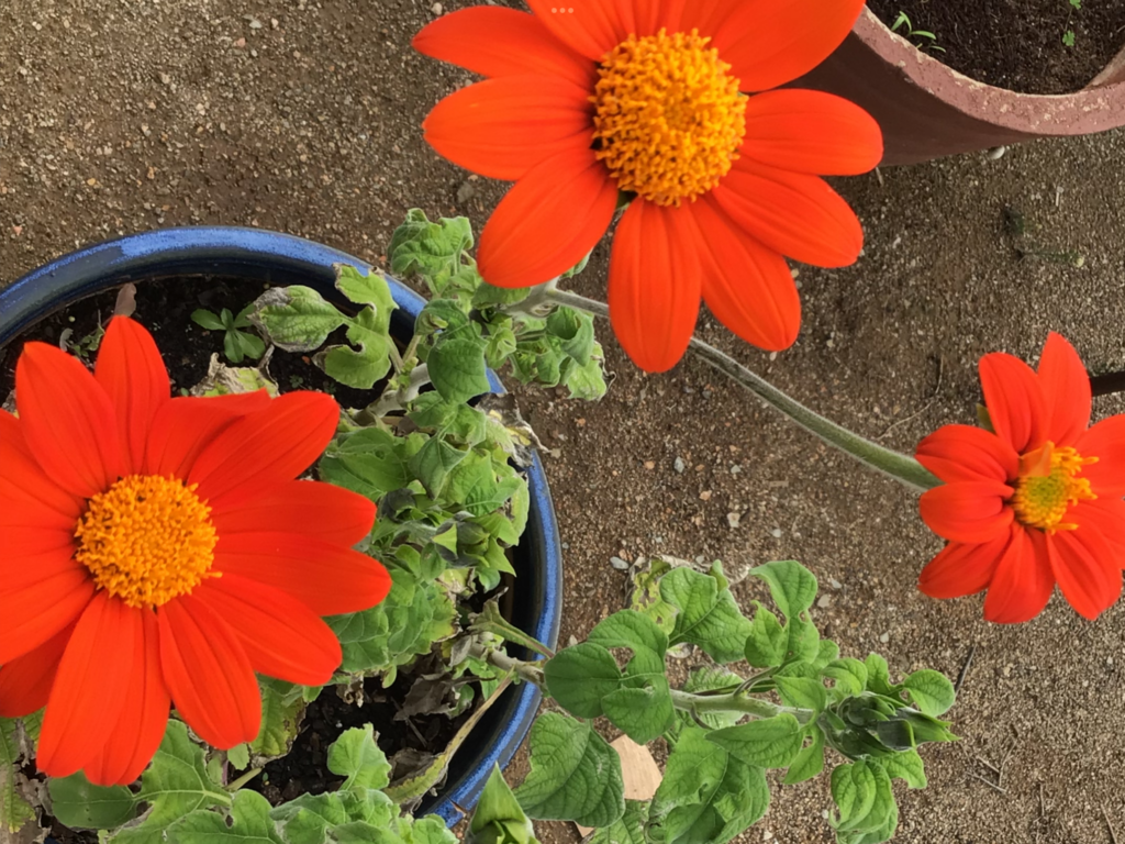 Mexican Sunflower Local Seeds