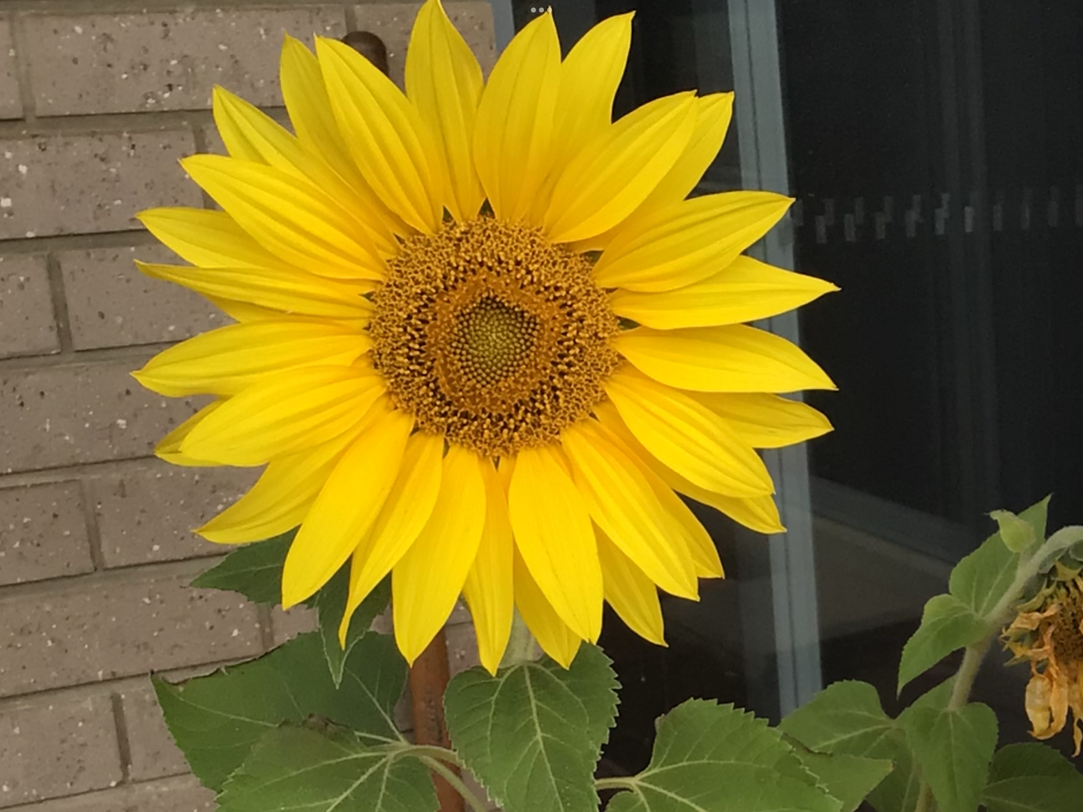 Happy Face Sunflower Happy Face Sunflower - Image 2