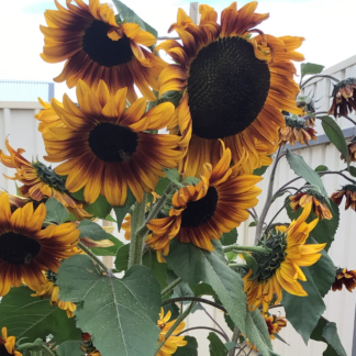 Sunflower Solar Flash