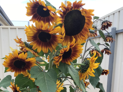 Sunflower Solar Flash