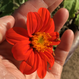 Mexican Sunflower