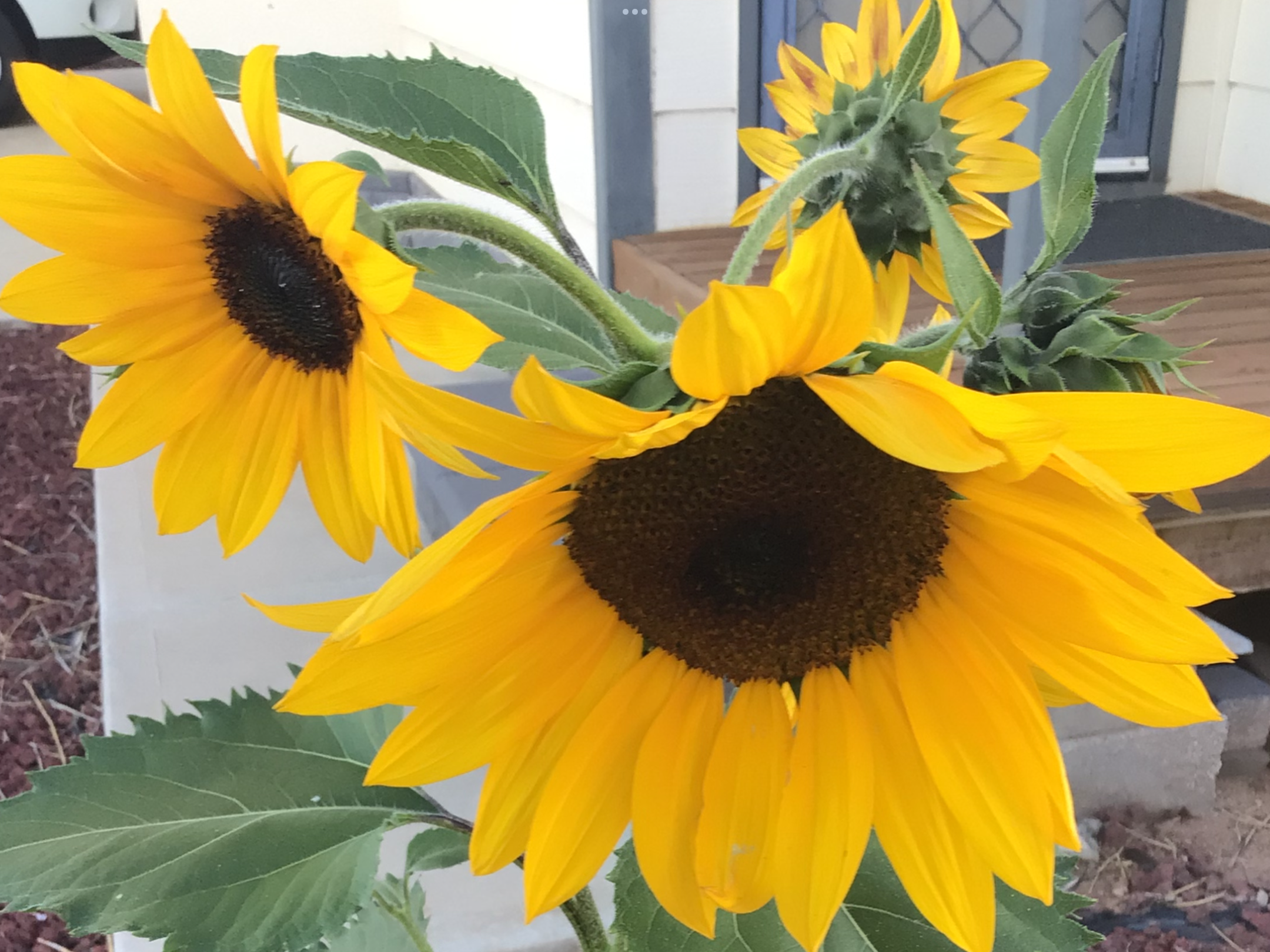 Happy Face Sunflower Happy Face Sunflower - Image 3