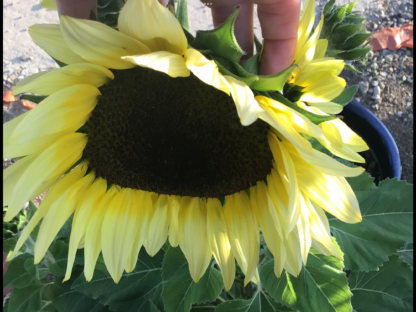 Sunflower, Lemon Bling