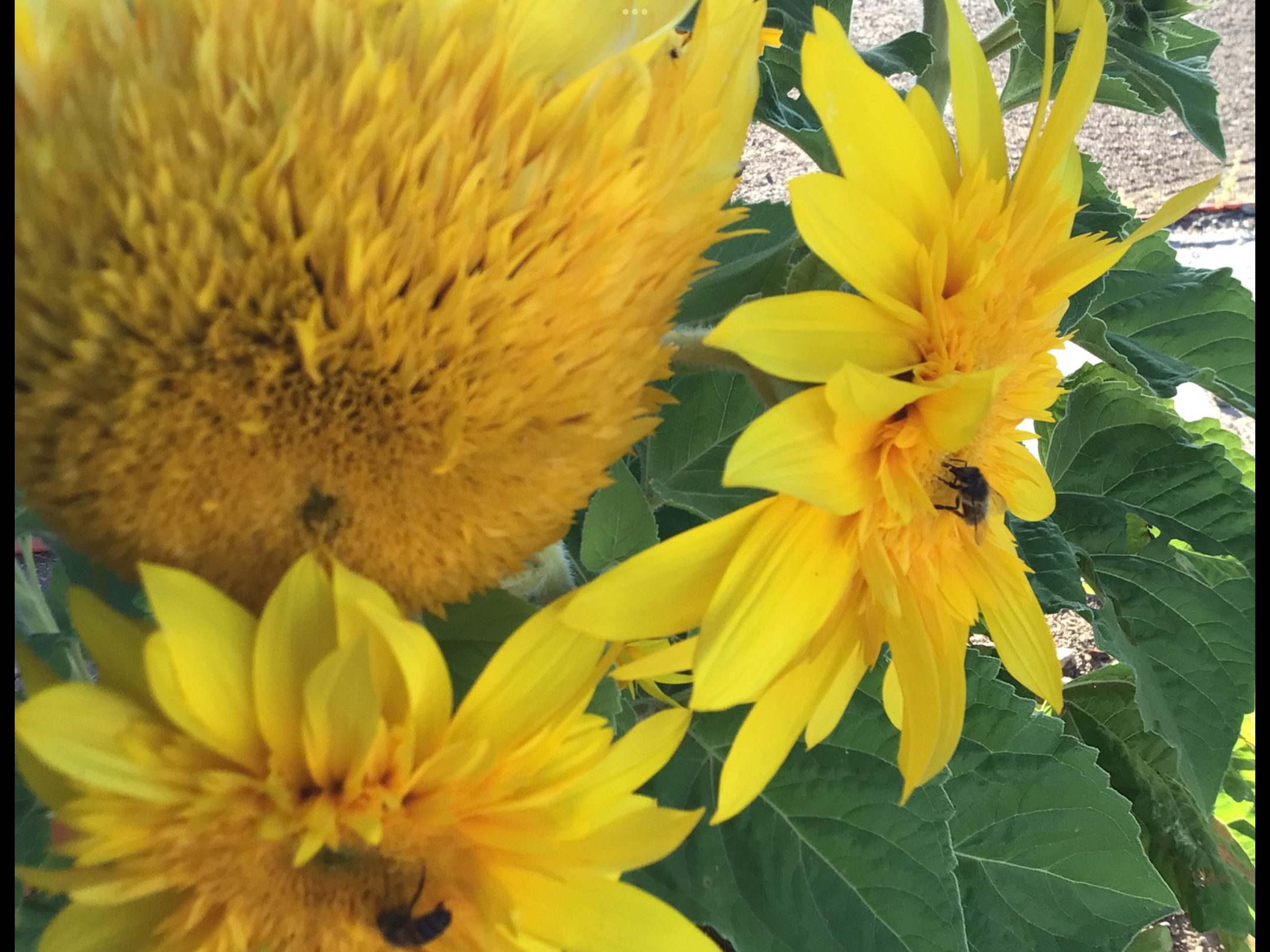 Sunflower Lemonade Dwarf Sunflower Lemonade Dwarf - Image 2