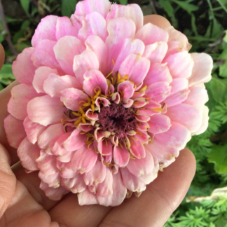 Zinnia, Pink