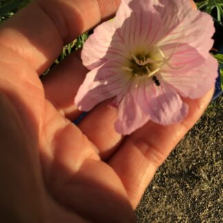 Evening Primrose Showy