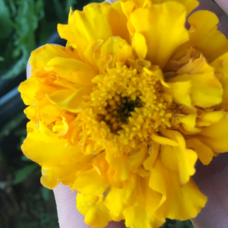 Calendula