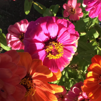 Zinnia, Thumbelina Dwarf