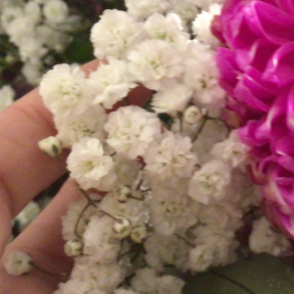 Gypsophila (Baby’s Breath), White