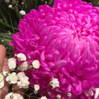 Aster Powder Puff Giant Blooms