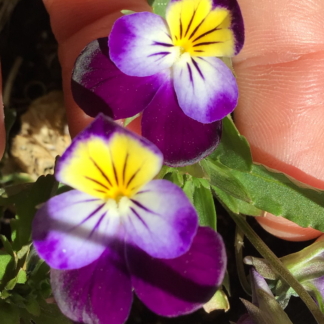 Viola Corneta Or Heartease